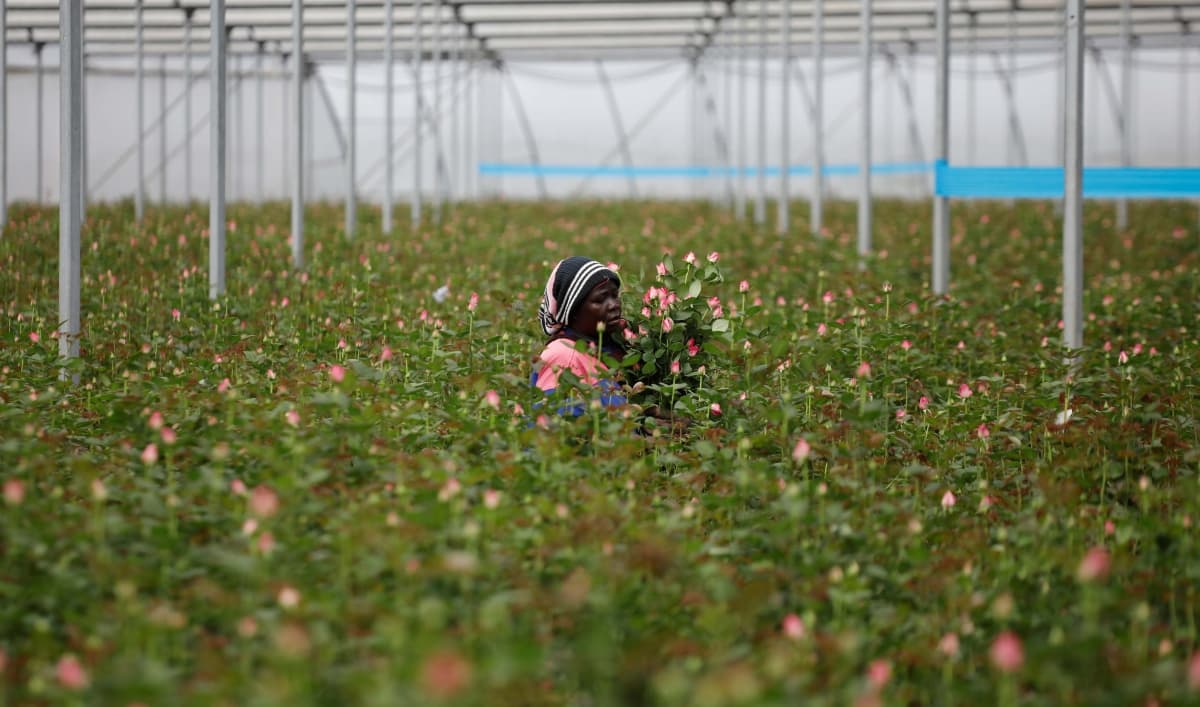 في حال استمر الإغلاق في أوروبا .. صادرات كينيا من الزهور ستنخفض 70 %