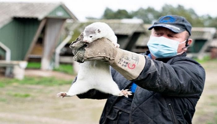 فرنسا تكتشف مرض كوفيد-19 في مزرعة لحيوان المينك 