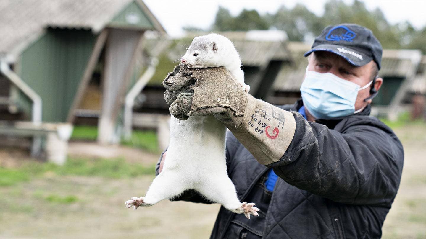 أمرت الدنمارك بقتل كل حيوانات المنك في البلاد.