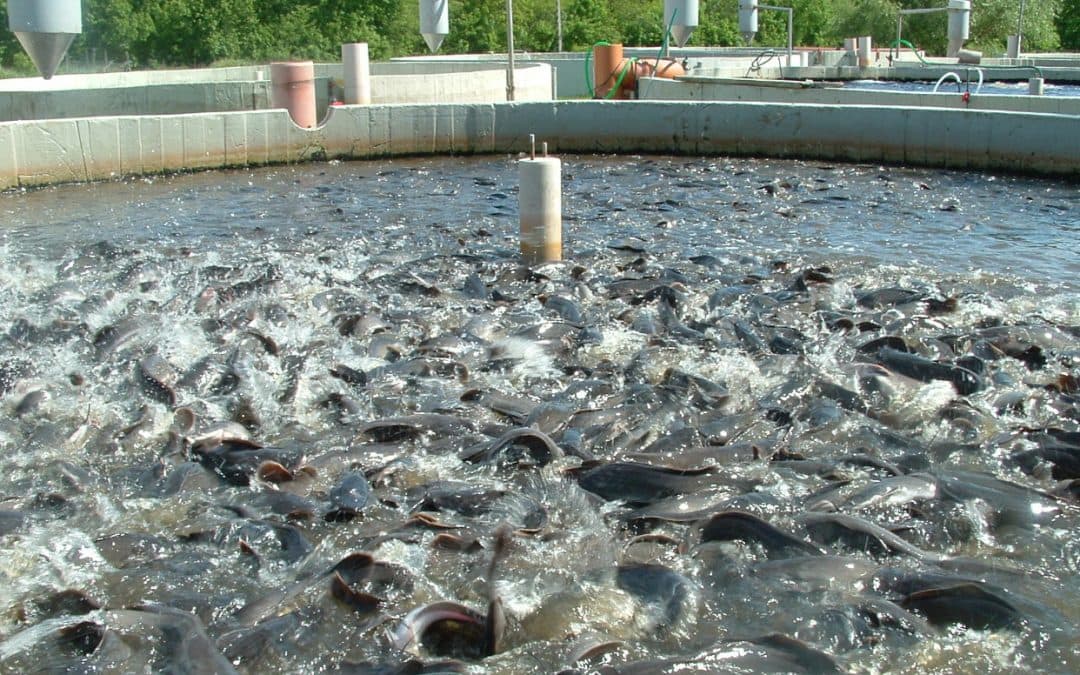 لتطوير الثروة السمكية في المملكة .. "الزراعي" يقدم عدة قروض تمويلية