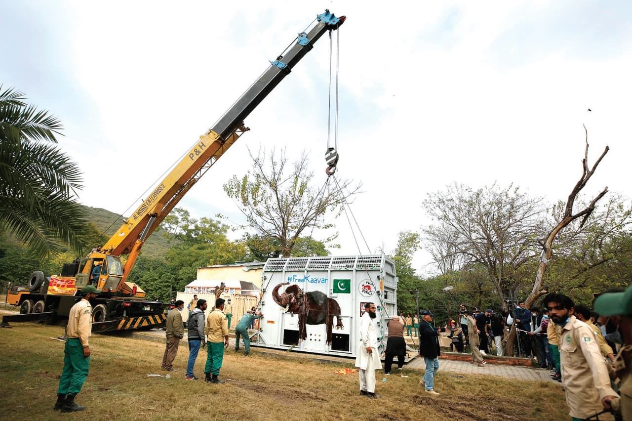 عمال وخبراء باكستانيون في مجال الحياة البرية يستخدمون رافعة لتحريك قفص يحمل فيلا يدعى كافان لنقله إلى محمية في كمبوديا."أ.ب"