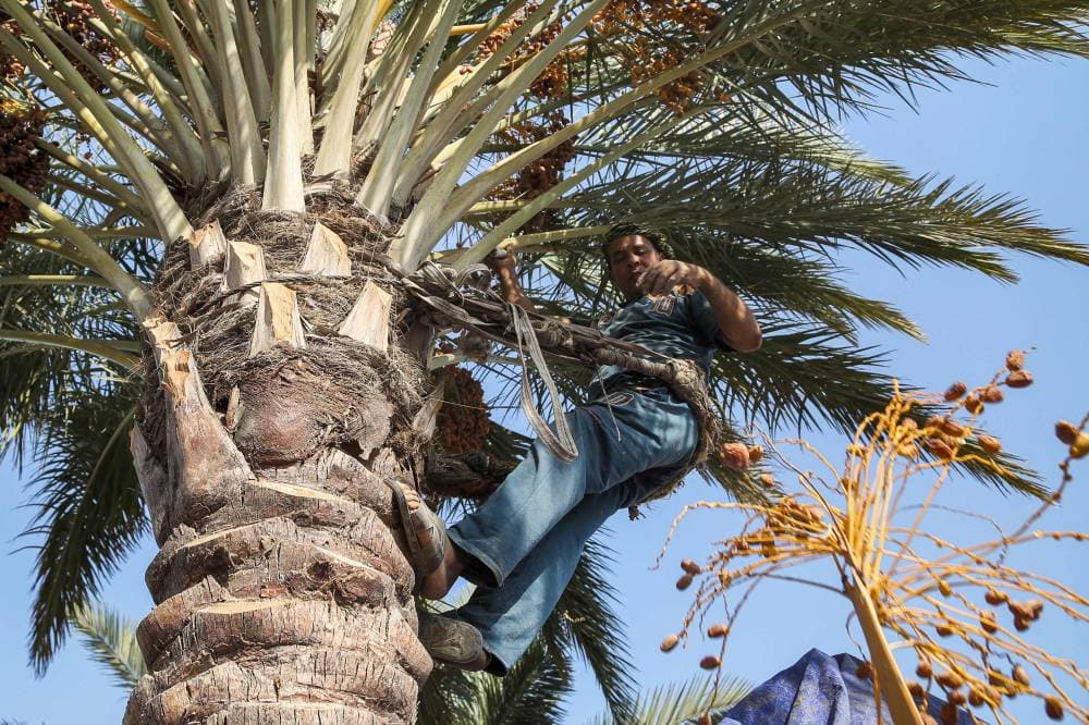 «صاعود النخل» .. مهنة تراثية عراقية تواجه خطر الاندثار