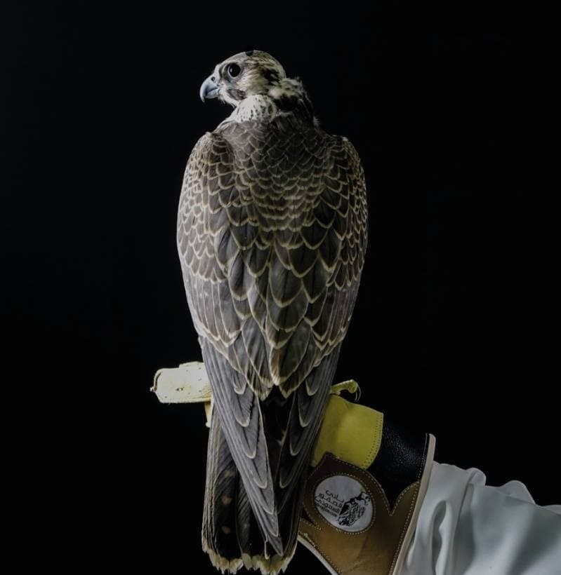 مزاد الصقور يستقطب طواريح من جميع المناطق