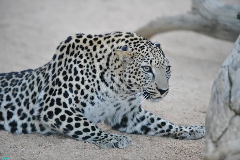 بدعم وتوجيه ولي العهد.. تأسيس الصندوق العالمي لحماية النمر العربي في محمية شرعان بالعلا