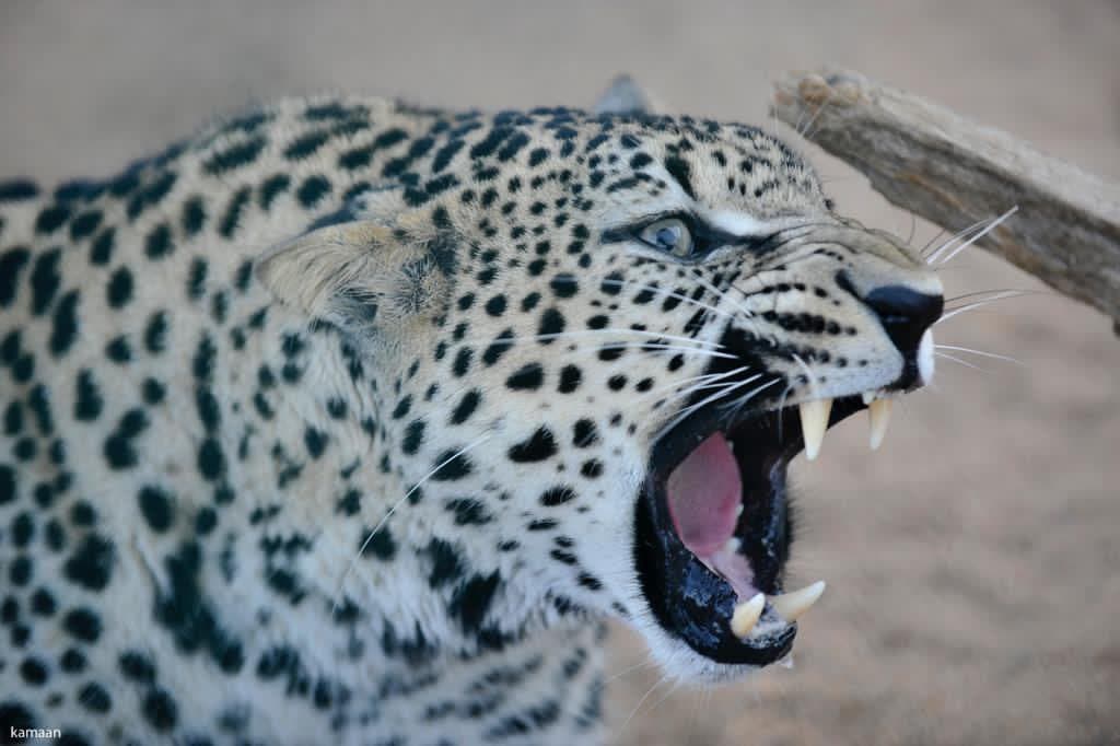 بدعم وتوجيه ولي العهد.. تأسيس الصندوق العالمي لحماية النمر العربي في محمية شرعان بالعلا