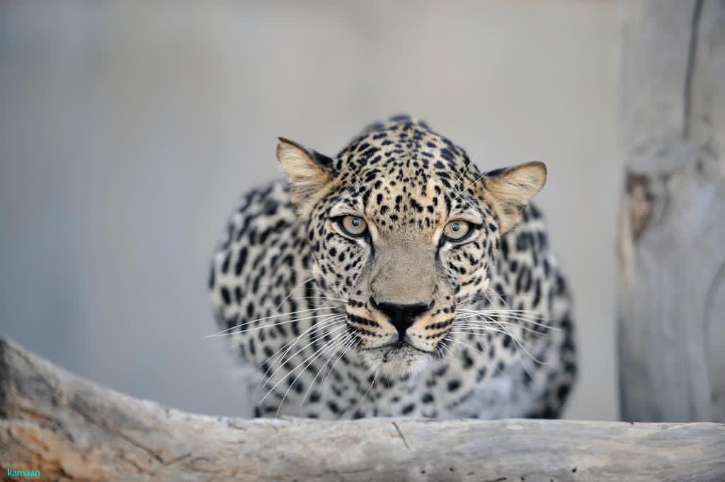بدعم وتوجيه ولي العهد.. تأسيس الصندوق العالمي لحماية النمر العربي في محمية شرعان بالعلا