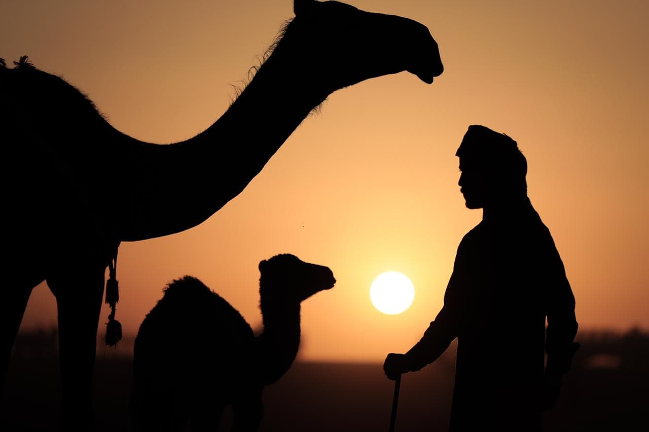 نادي الإبل يحيل "الصياهد" منتجعا شتويا ويغزلها حكايا عالمية