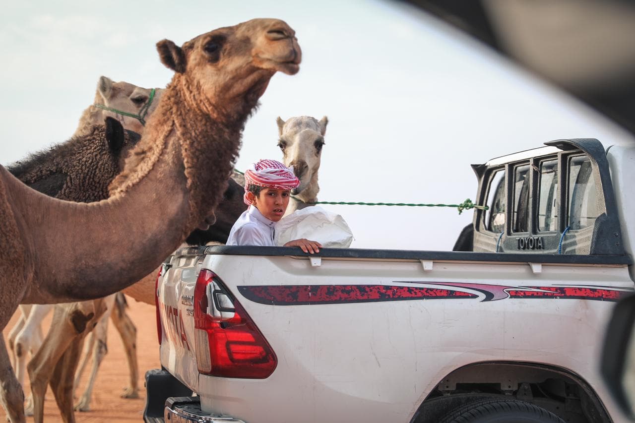 نادي الإبل يحيل "الصياهد" منتجعا شتويا ويغزلها حكايا عالمية