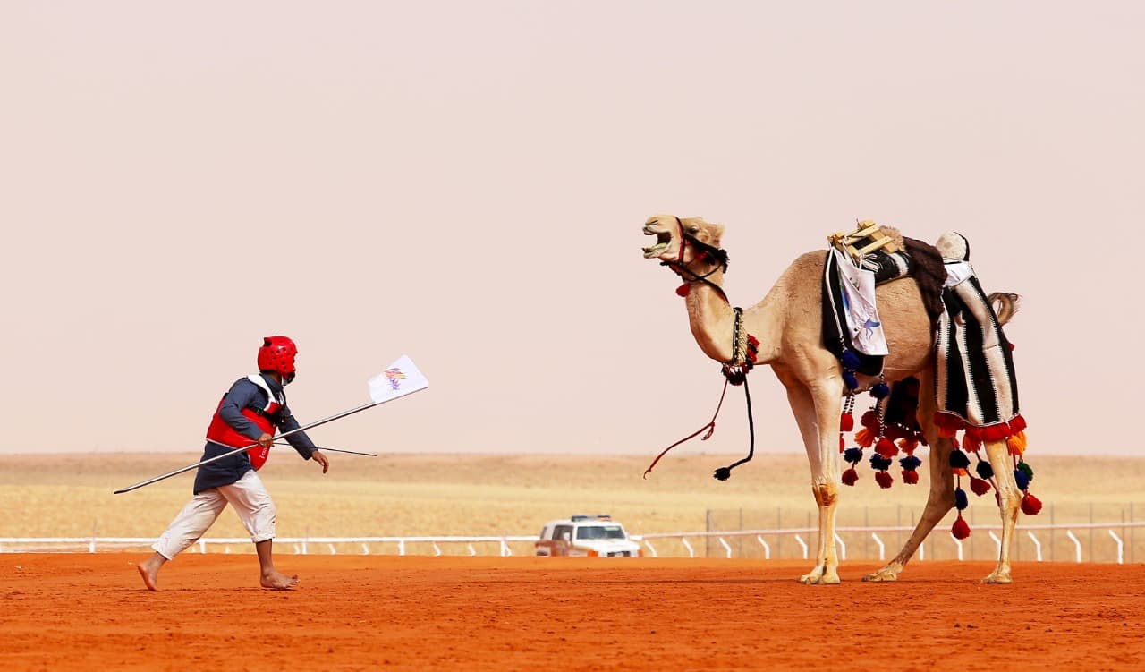 "شد الرحول وسابق" مسابقة تراثية أخرى ضمن فعاليات مهرجان الإبل