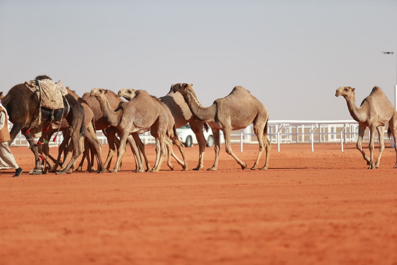 عروض مضمار "الصياهد" مؤشر الثقل الاقتصادي لقطاع الإبل