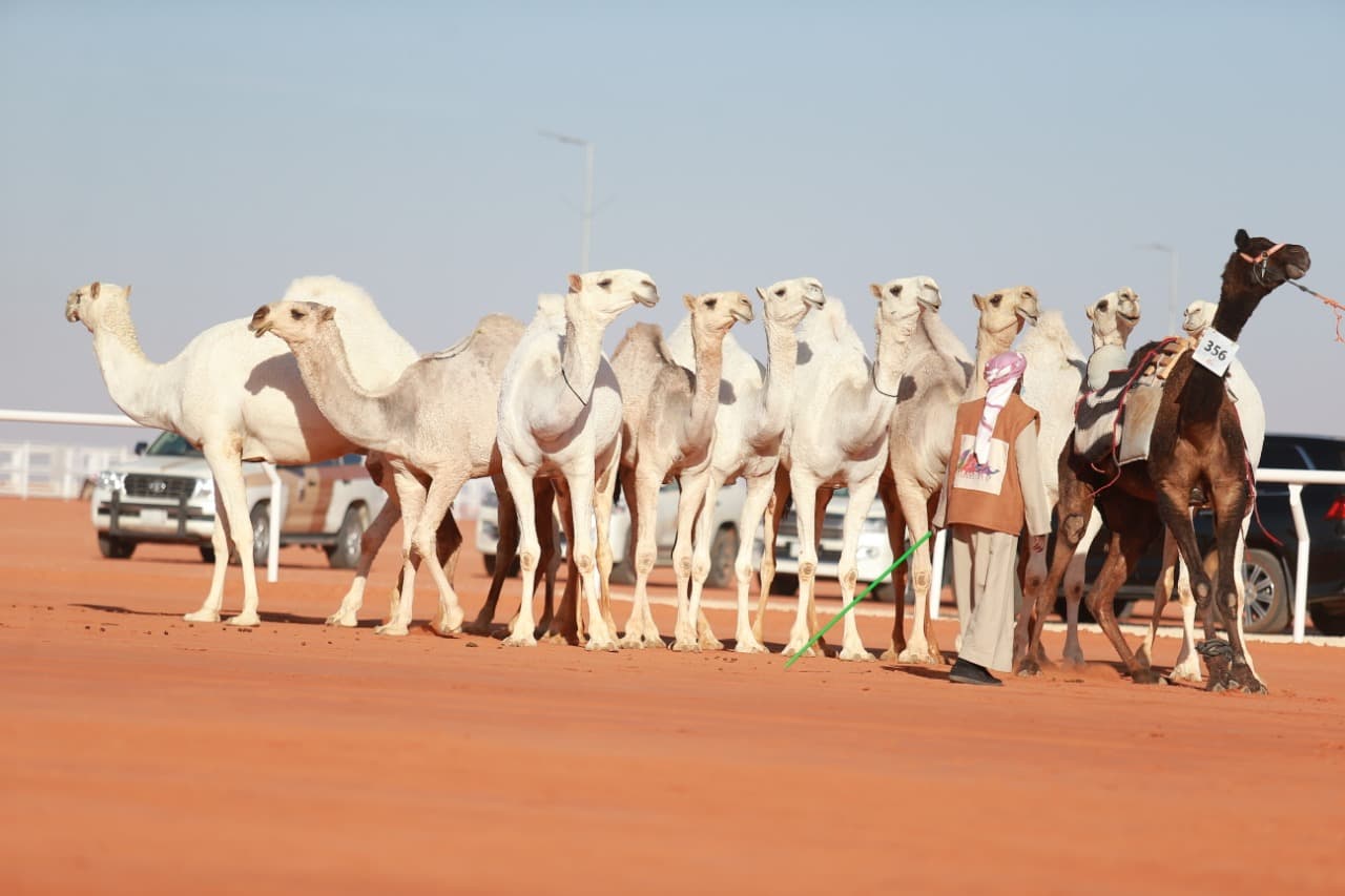 عروض مضمار "الصياهد" مؤشر الثقل الاقتصادي لقطاع الإبل