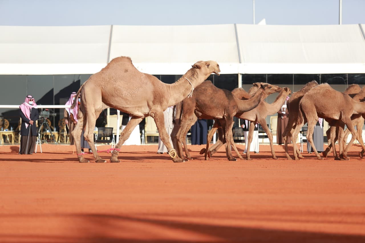 عروض مضمار "الصياهد" مؤشر الثقل الاقتصادي لقطاع الإبل