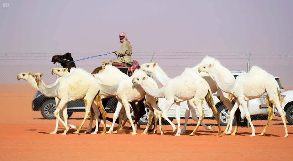 من سير الإبل يعرف جمهورها عن حالتها وصفات أخلاقها وتربيتها."واس"