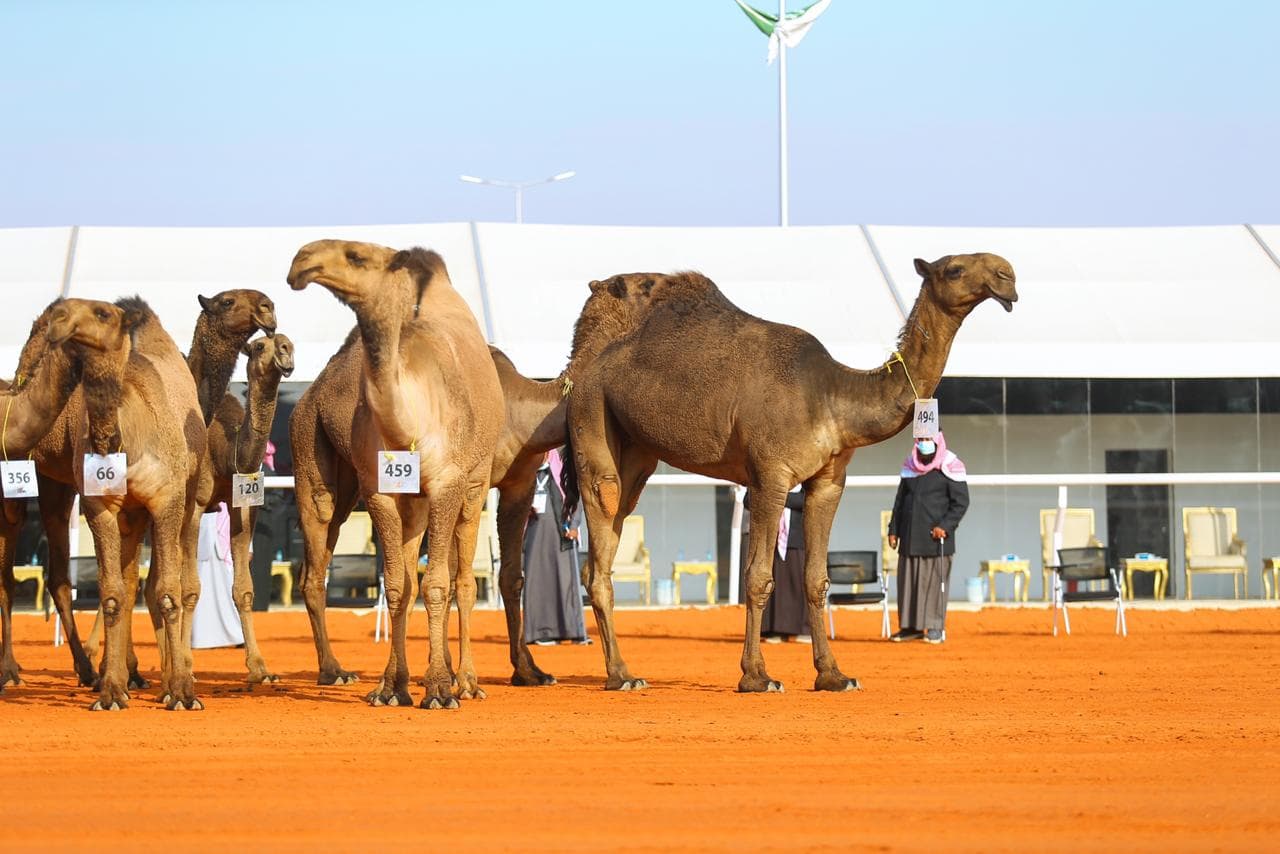 الكويتيون يخطفون 10 مراكز في مهرجان الملك عبدالعزيز للإبل