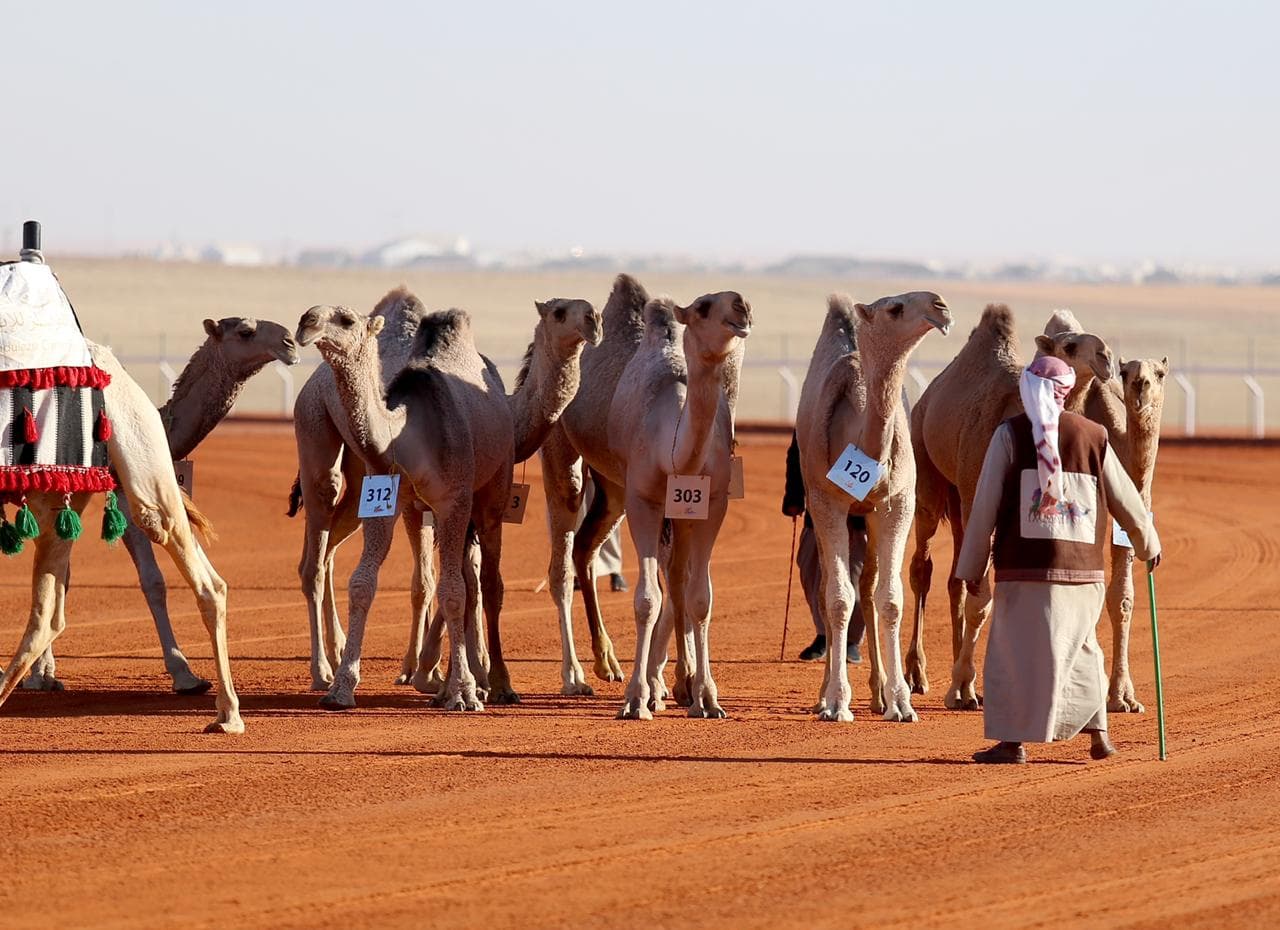 الكويتيون يخطفون 10 مراكز في مهرجان الملك عبدالعزيز للإبل