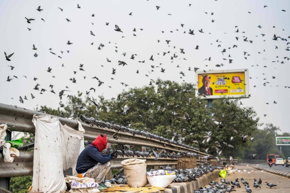 هندي يبيع علف الطيور، ينتظر زبائنه على ممر جسر في نيودلهي، في ظل تكثيف الجهود في ست ولايات لاحتواء سلالتين من إنفلونزا الطيور."الفرنسية"