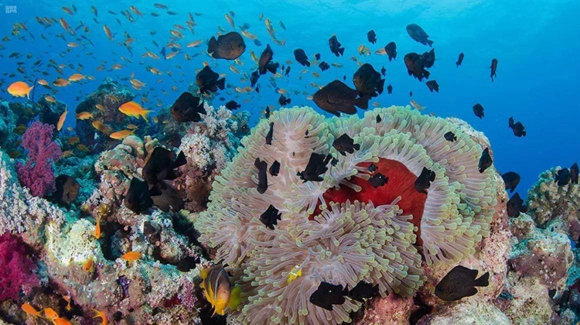 «جزيرة البريدي» .. نافذة بحرية براقة ووجهة مرجانية ساحرة