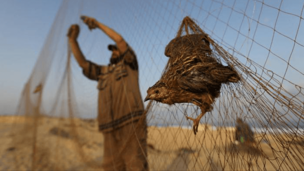 الأمن البيئي يحذر.. عقوبات صارمة على ناشري مقاطع وصور صيد الكائنات الفطرية المهددة بالانقراض