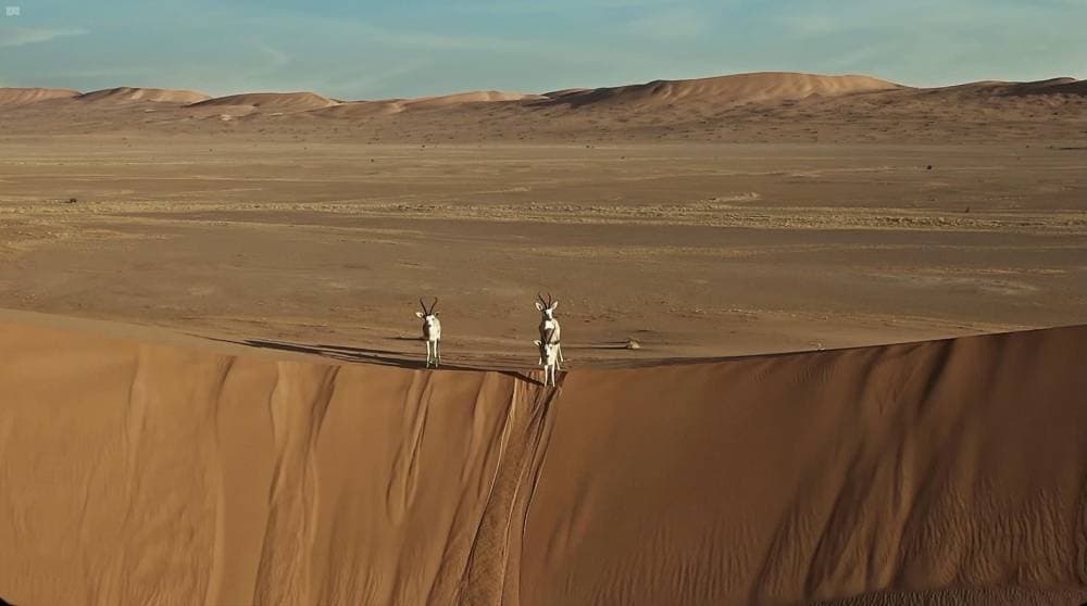 باقات جديدة لزيارة 3 محميات طبيعية خلال موسم "شتاء السعودية"