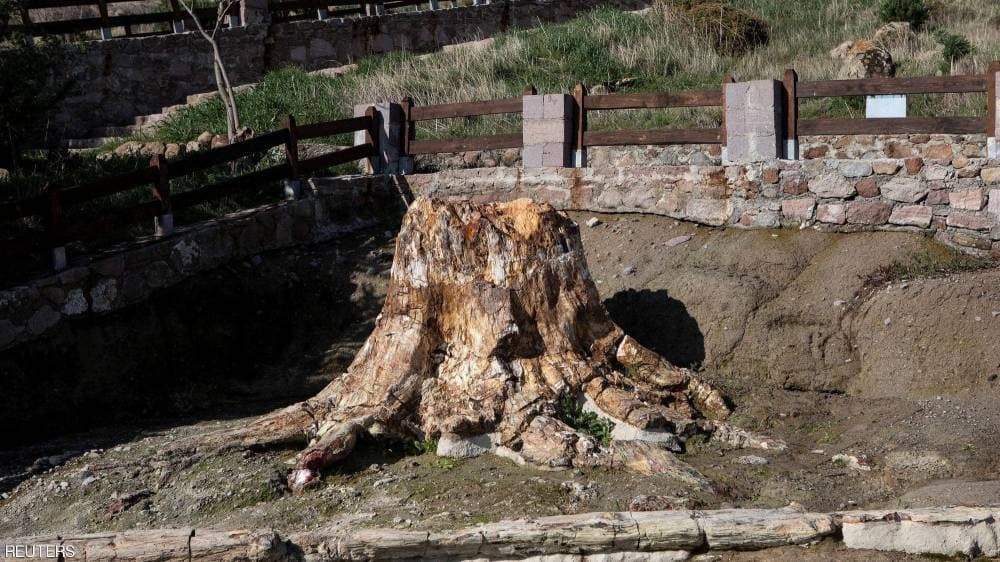 الشجرة لا تزال فروعها وجذورها سليمة.