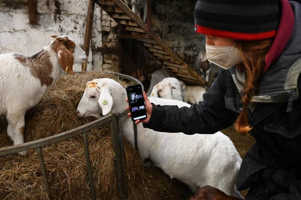 تقع المزرعة في لانكشير شمال غرب إنجلترا."الفرنسية"