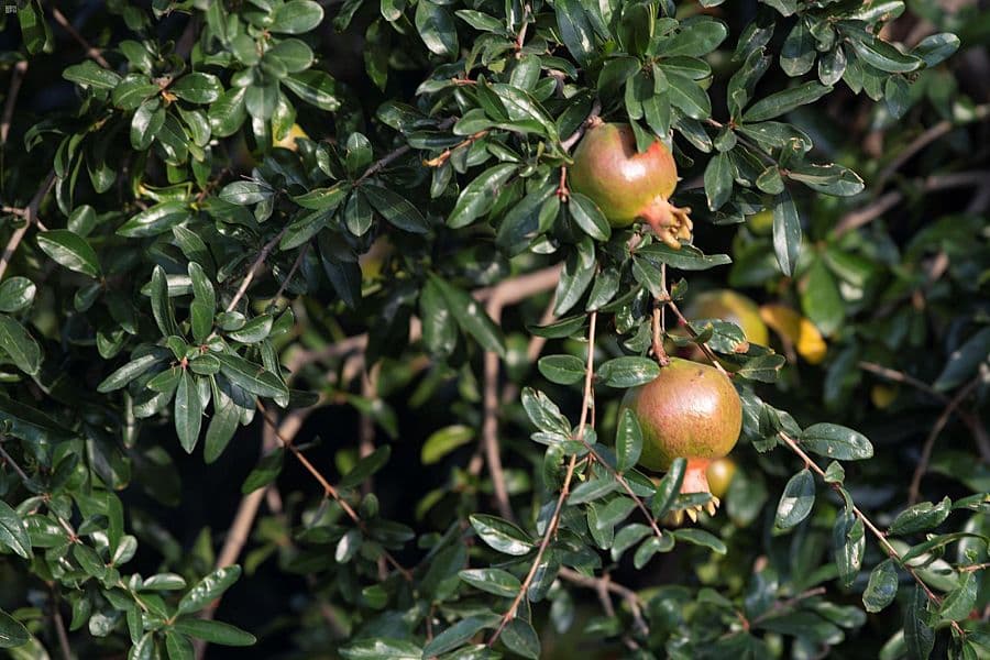 الطائف .. الطبيعة والتاريخ في "شتاء السعودية"