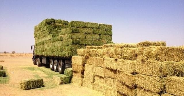 "الغذاء والدواء" : نمو عدد منتجات الأعلاف المسجلة في 2020 إلى 2686 منتجا