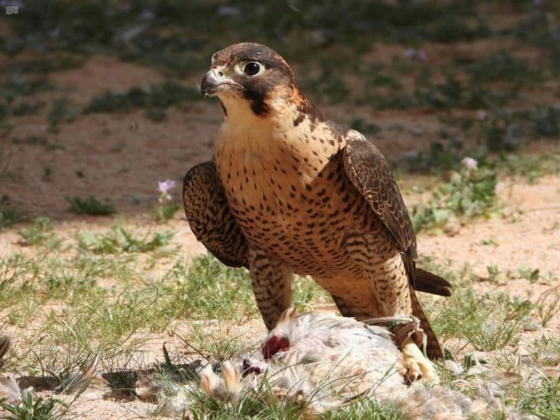 إعادة إطلاق صقور "الوكري" و"الشاهين الجبلي" في جبال السعودية