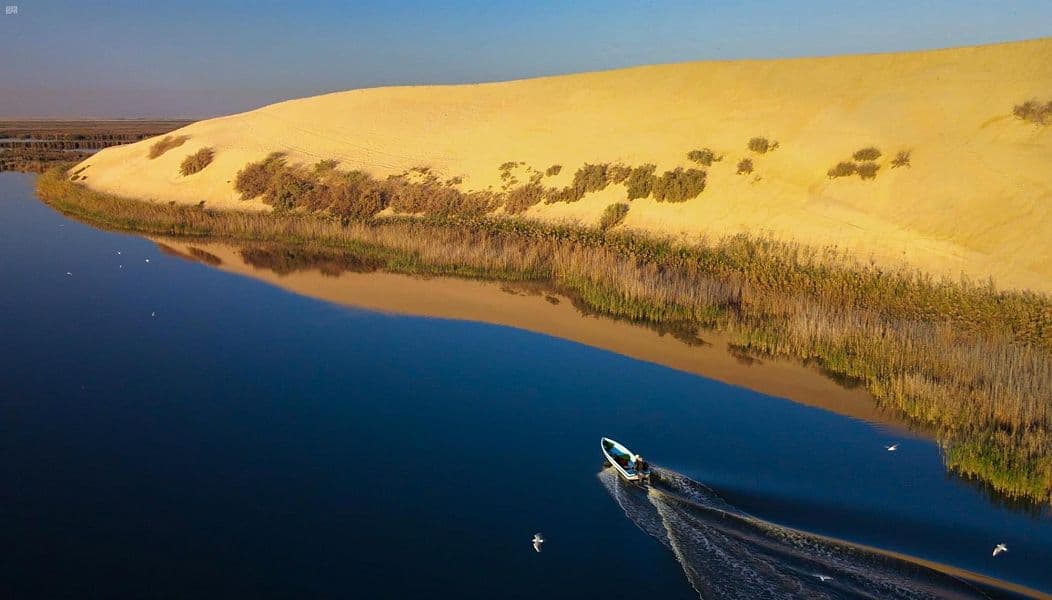 بحيرة الأصفر في الأحساء.. محمية طبيعية تأوي الطيور المهاجرة