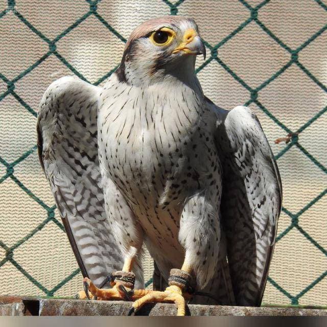 عودة صقور «الوكري» و«الشاهين الجبلي» إلى جبال المملكة