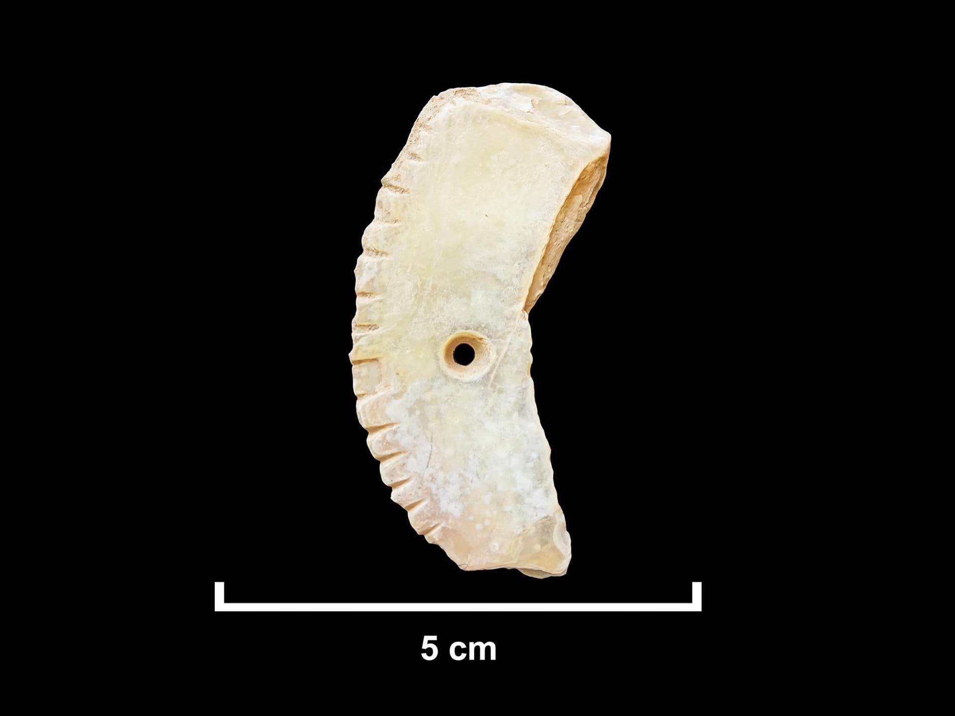 فريق من علماء الآثار يكتشف أقدم دليل لاستئناس الكلاب بالجزيرة العربية في العلا