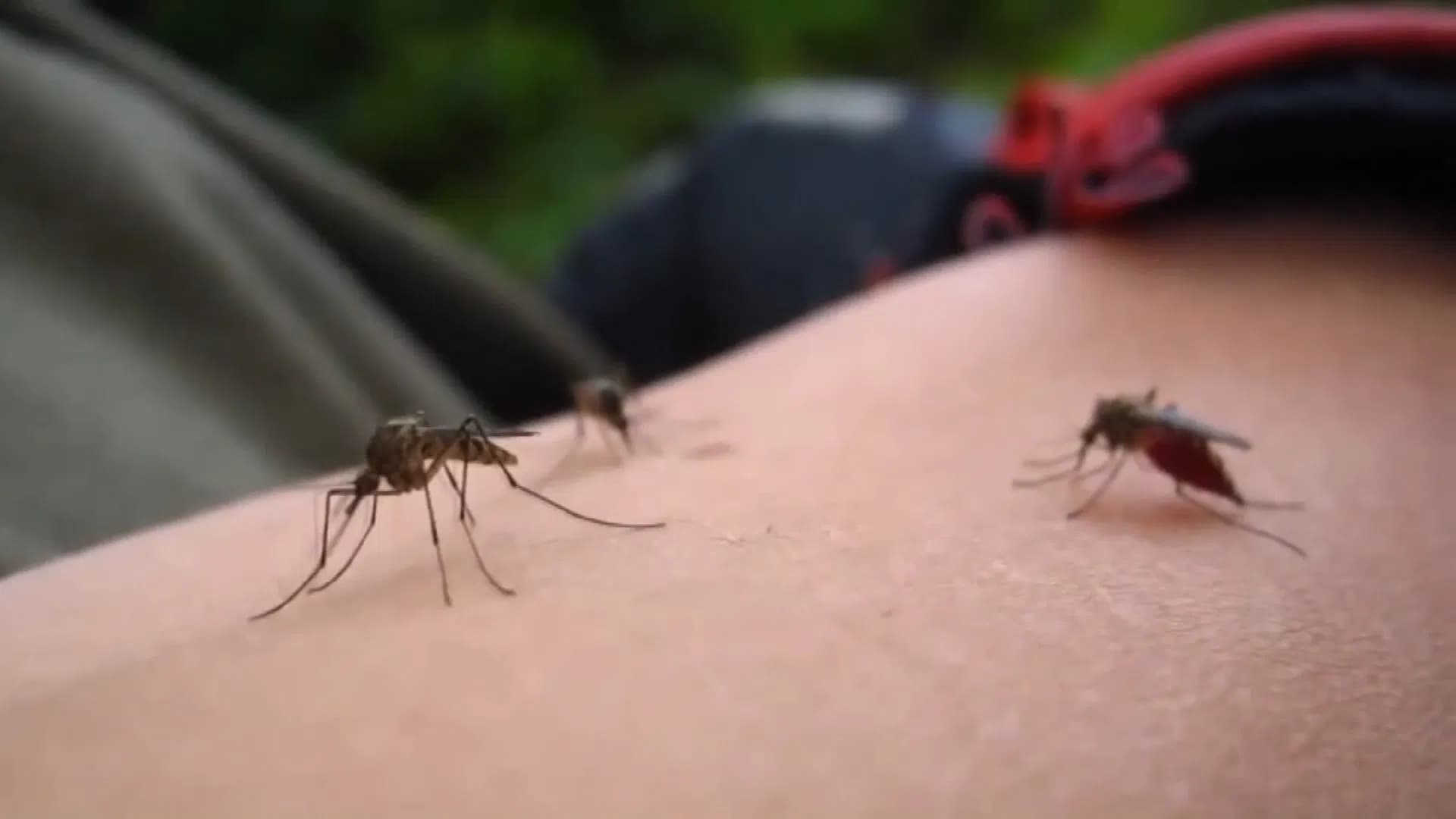 الصحة العالمية: بيانات لقاح الملاريا في إفريقيا واعدة