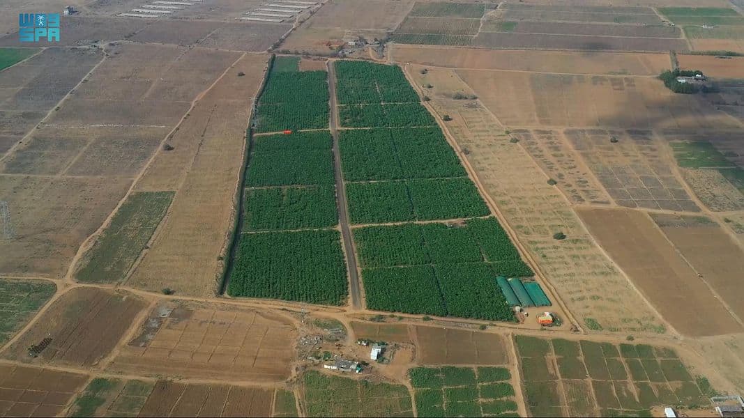 سيدة سعودية تقود المملكة للمنافسة العالمية في زراعة الموز