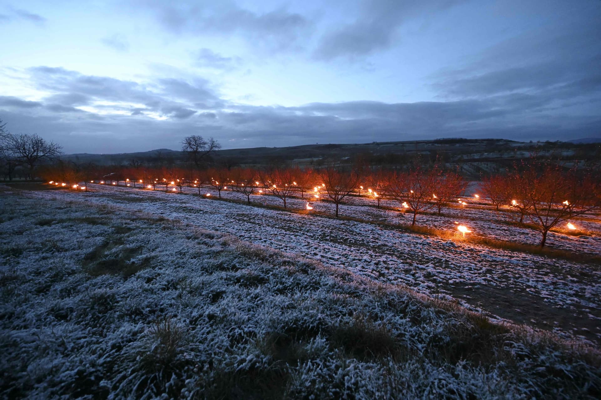 شموع مقاومة الصقيع لحماية المحاصيل الزراعية