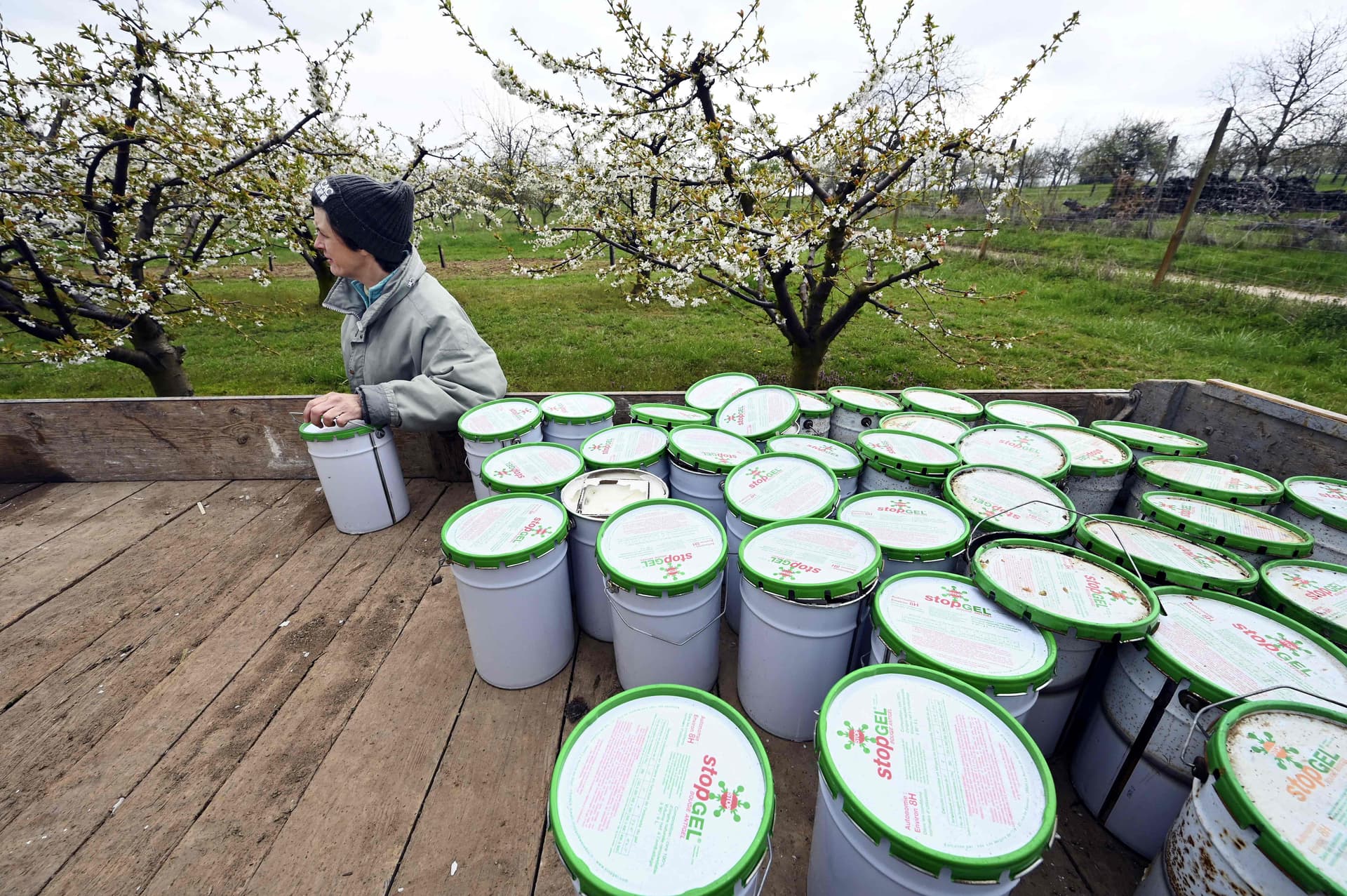 شموع مقاومة الصقيع لحماية المحاصيل الزراعية