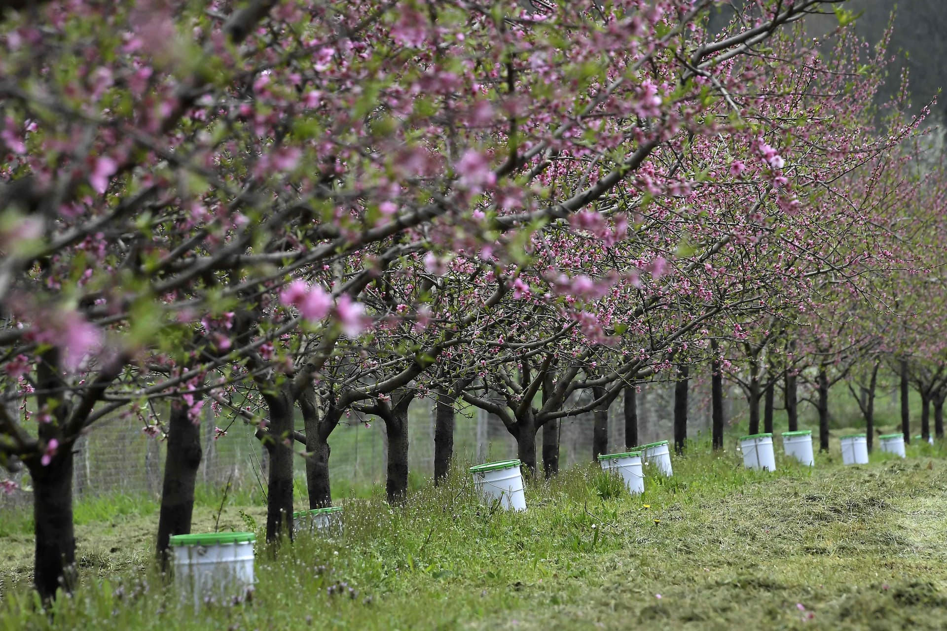 شموع مقاومة الصقيع لحماية المحاصيل الزراعية