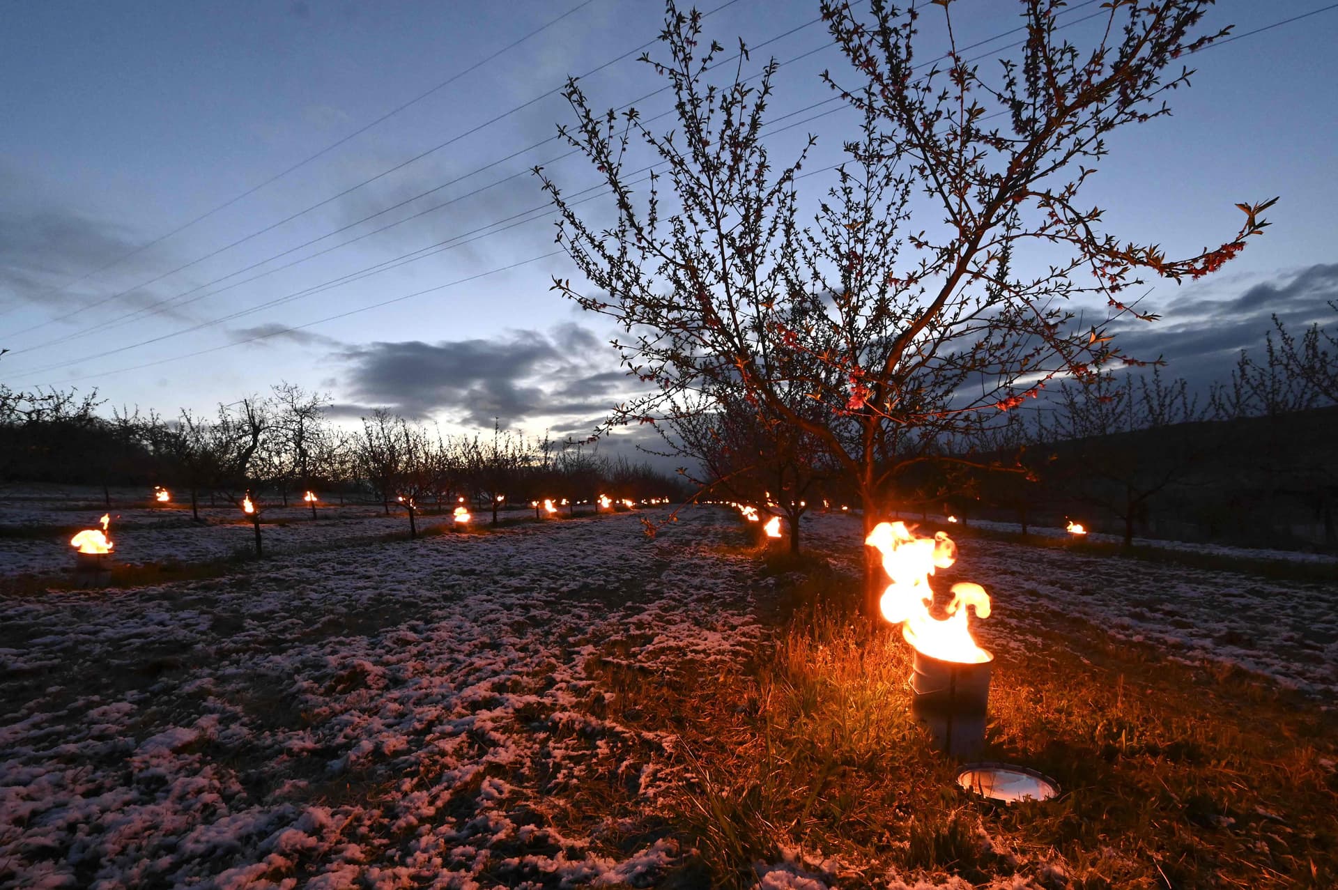 شموع مقاومة الصقيع لحماية المحاصيل الزراعية