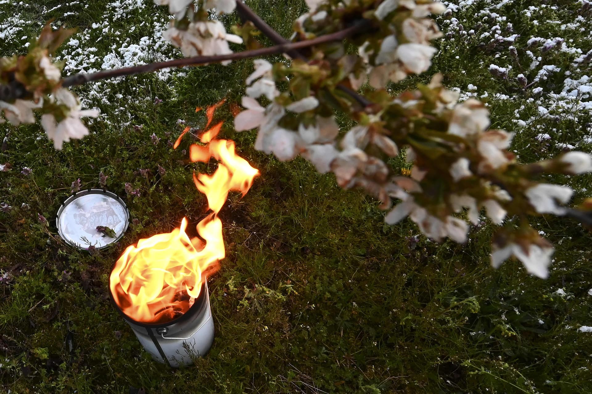 شموع مقاومة الصقيع لحماية المحاصيل الزراعية