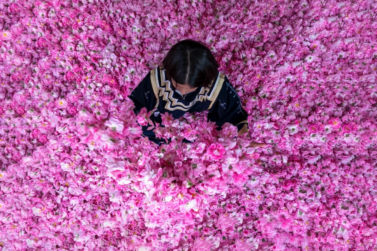أرامكو تدشن مصنع الورد الطائفي "روزيار"