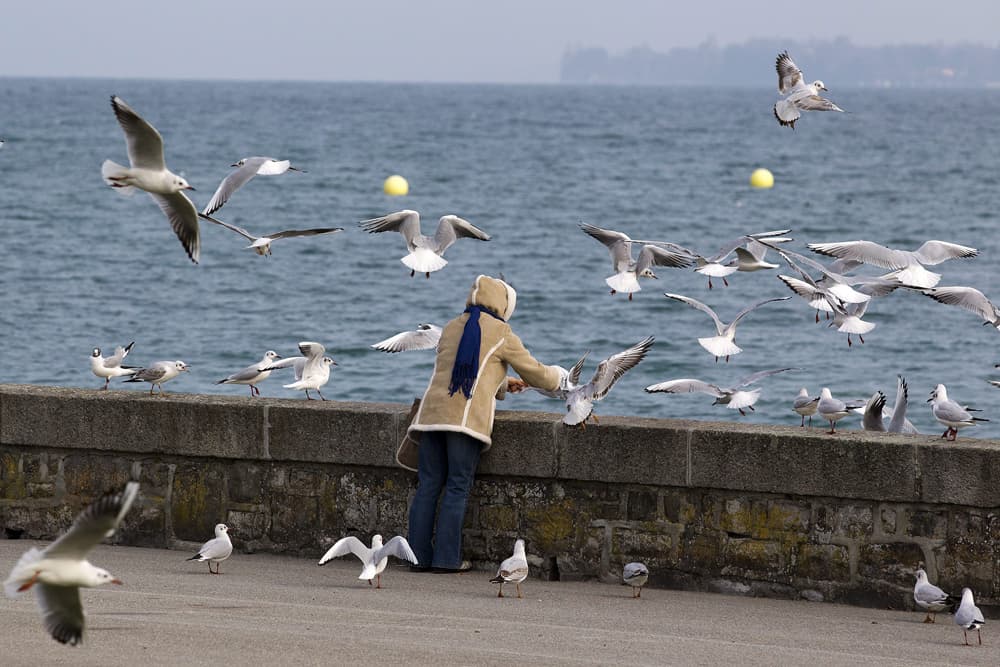 عدد الطيور على الأرض يعادل 6 أضعاف البشر .. 50 مليار طائر