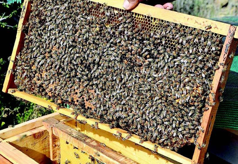 تربية النحل في عسير .. مهنة عريقة عززتها الأبحاث العلمية