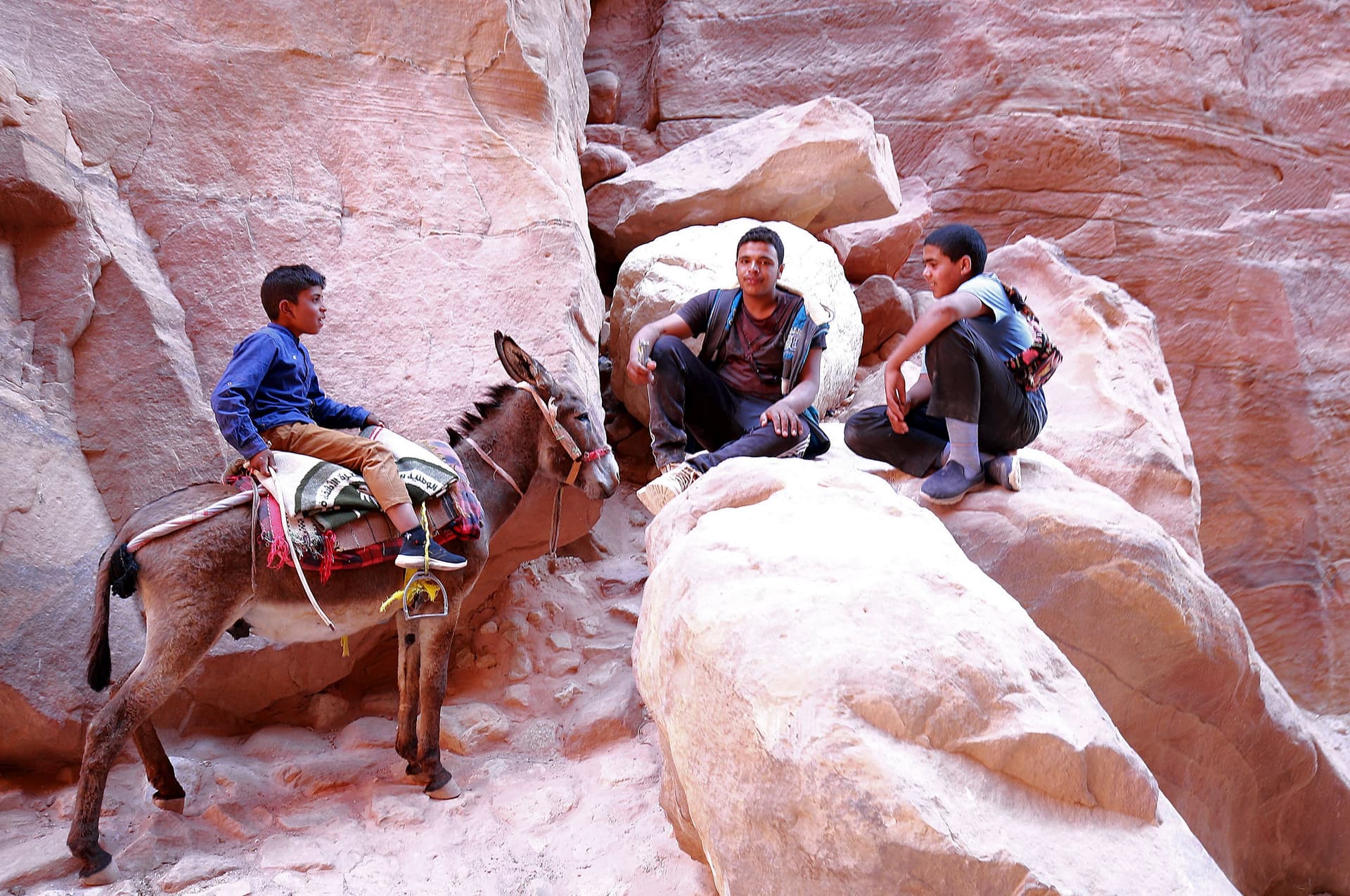 في مدينة البتراء الأثرية الخالية من السياح الحيوانات الناقلة تتضور جوعا 