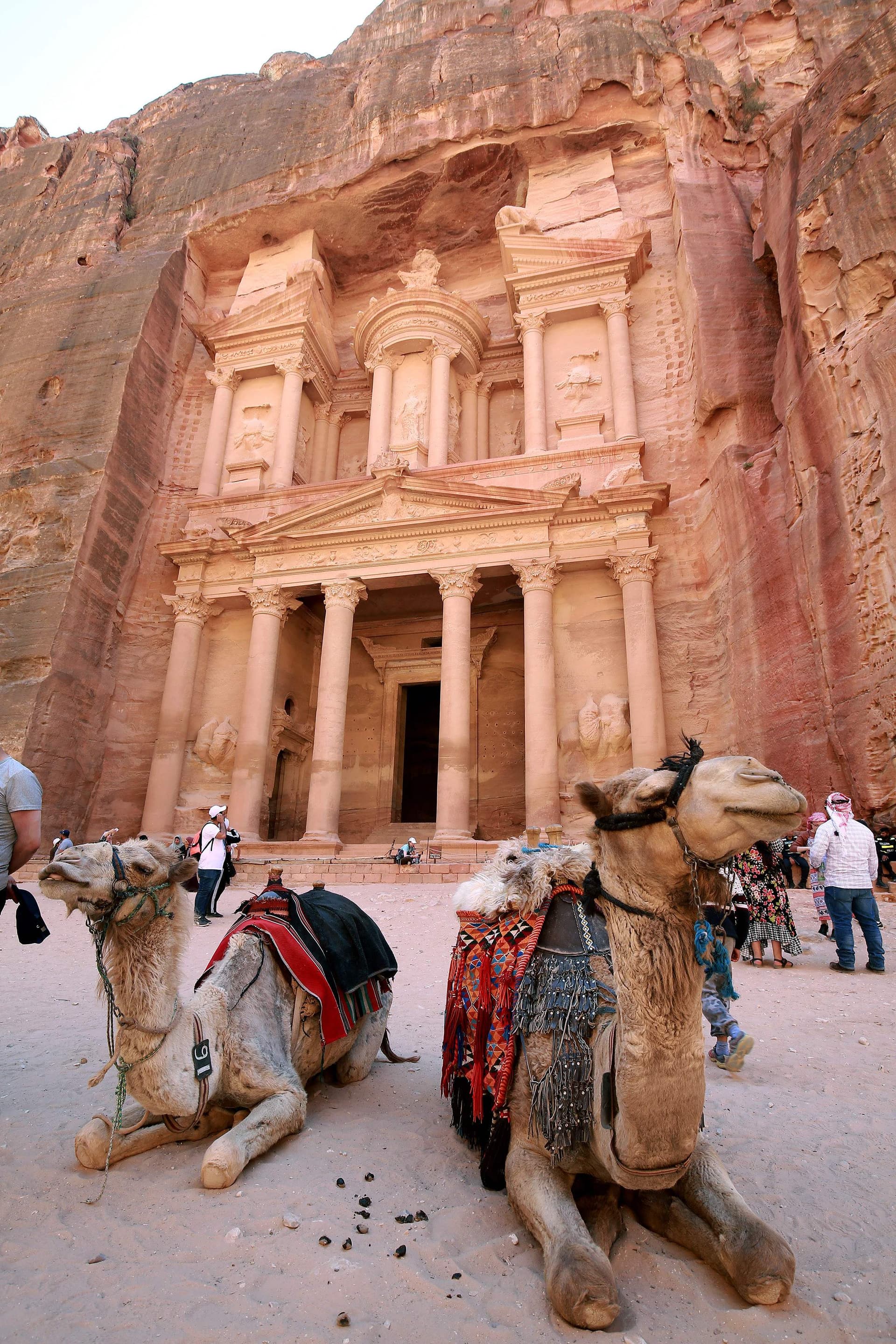 في مدينة البتراء الأثرية الخالية من السياح الحيوانات الناقلة تتضور جوعا 