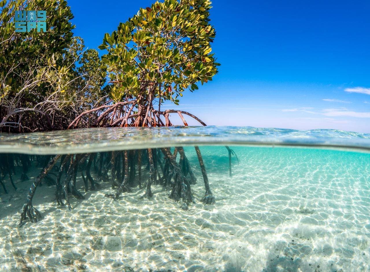 تبنت الشركة مبادرات ومشروعات من أهمها التخطيط المساحي البحري. "واس"