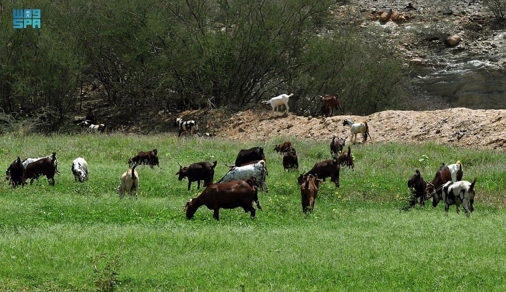 قرى المجاردة .. طبيعة بكر ألبستها الأمطار حلة خضراء 