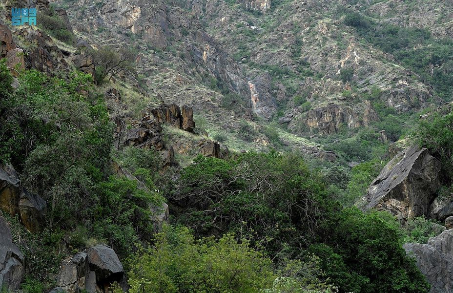 قرى المجاردة .. طبيعة بكر ألبستها الأمطار حلة خضراء 