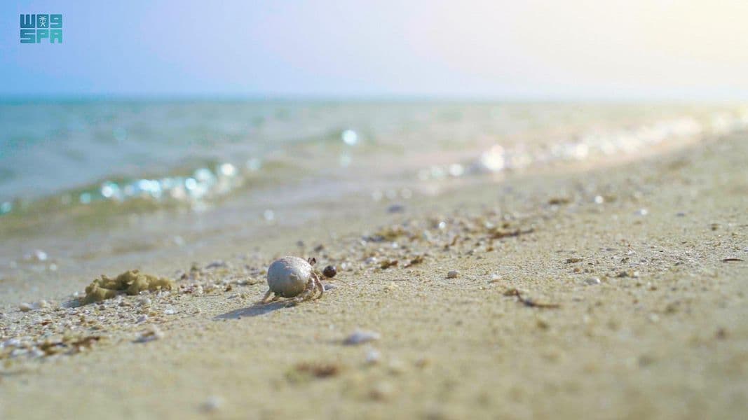 أملج .. وجهة الاستجمام المثالية