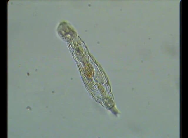 كائن مجهري يعود للحياة بعد 24 ألف عام تحت جليد سيبيريا