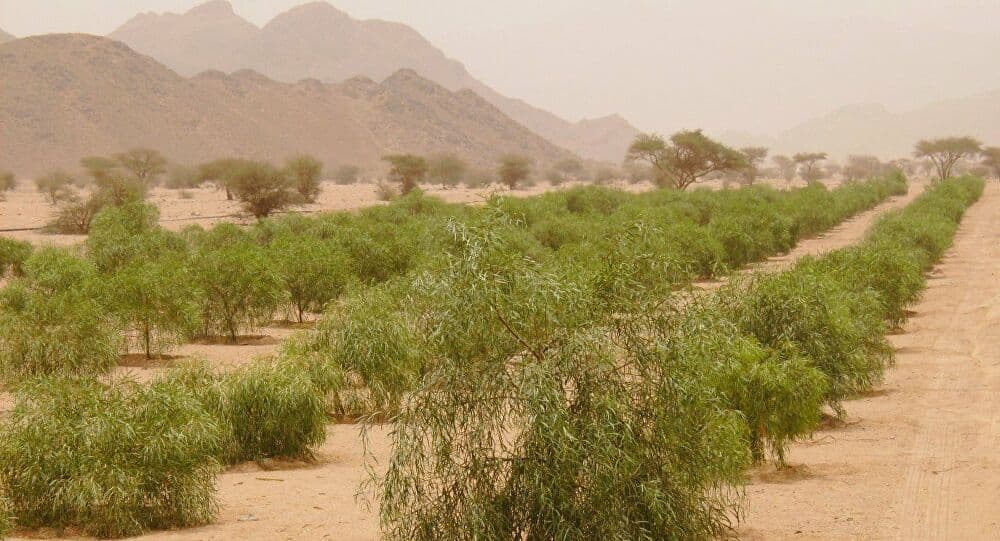 السعودية تقر زراعة 100 مليون شجرة في مناطق الاستثمار التعديني