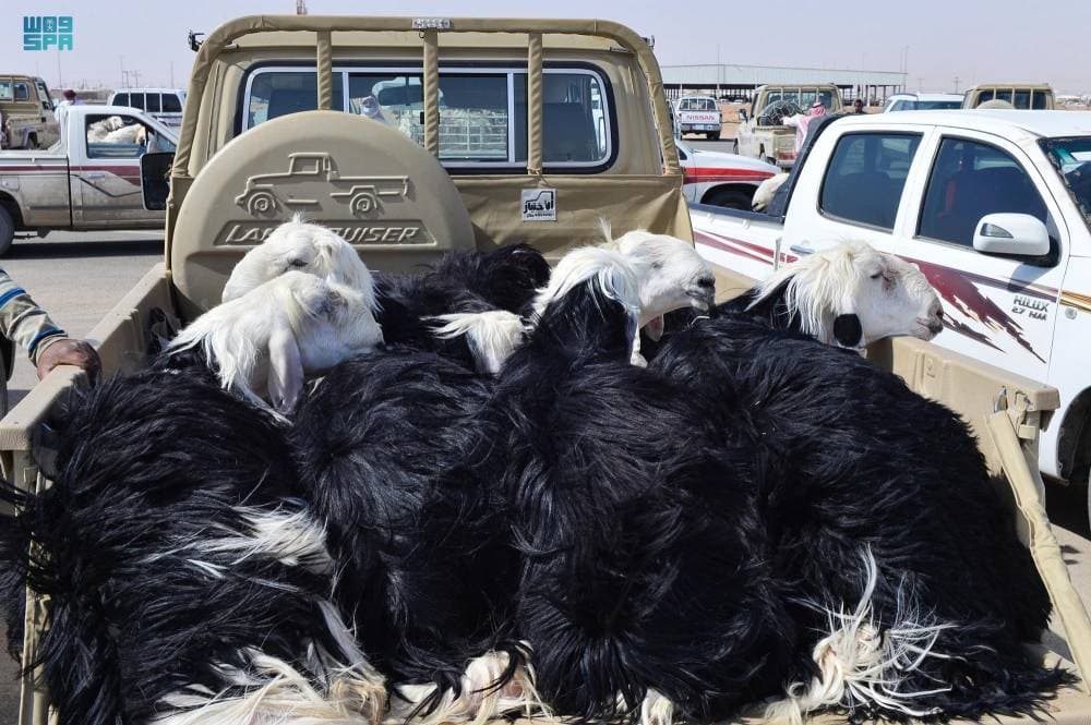 تحديد تسعة مواقع مؤقتة لبيع الأضاحي في الرياض."واس"